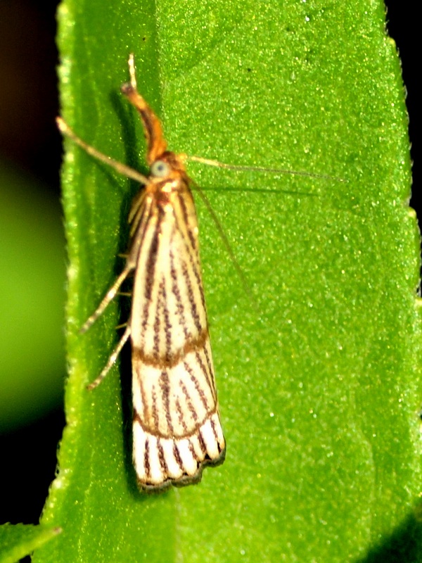 Chrysocrambus